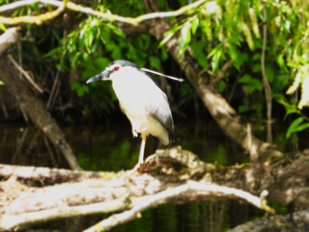 Ein Nachtreiher steht auf einem Ast über Wasser, umgeben von grünem Laub.