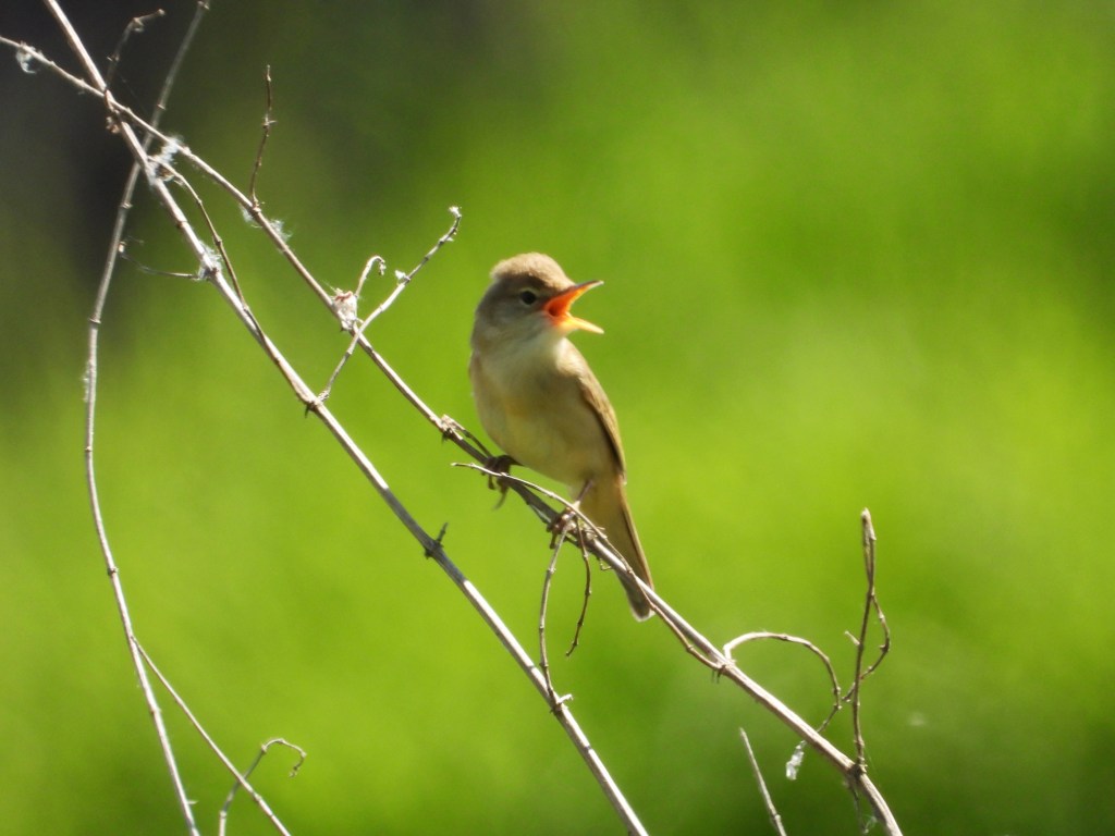 Ein Sumpfrohrsänger (Acrocephalus palustris) sitzt auf einem Ast und singt laut, mit grünem unscharfem Hintergrund.