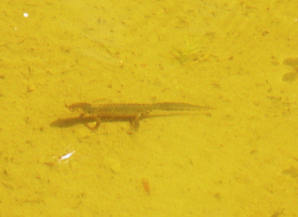Ein Bergmolch schwimmt in einer Pfütze mit goldenem Licht und sandigem Grund.