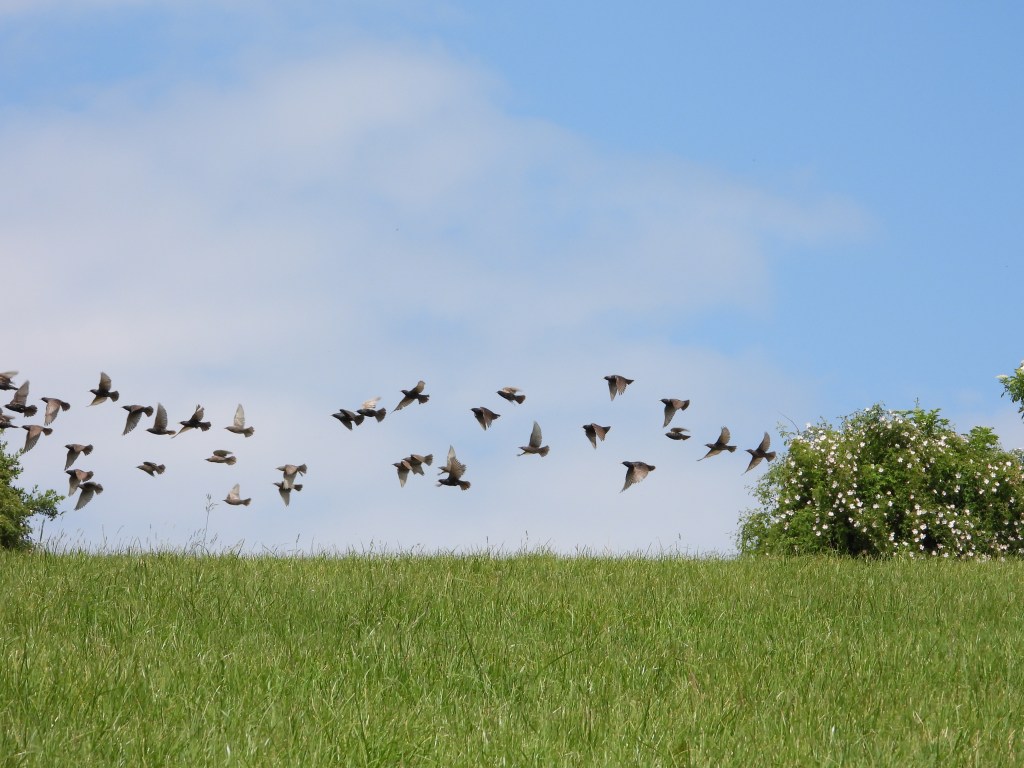 Eine Gruppe von Vögeln fliegt über eine grüne Wiese unter einem blauen Himmel mit einigen Wolken.