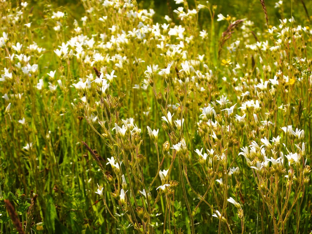 Eine Wiese voller blühender, weißer Wildblumen, umgeben von grünen Gräsern und Pflanzen.