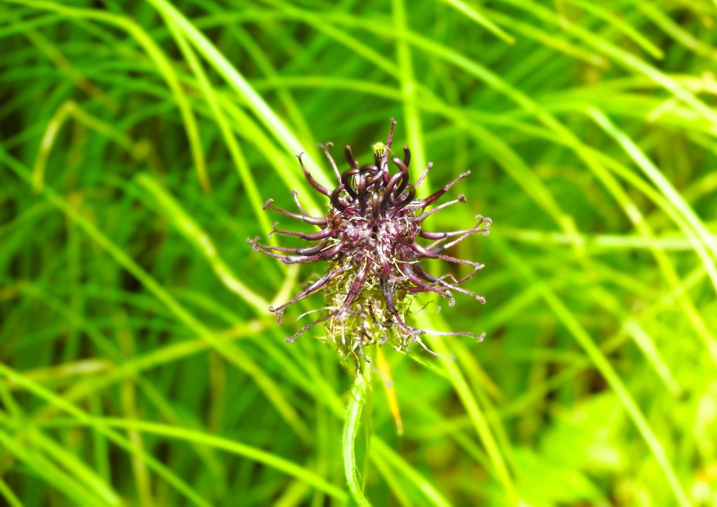 Nahaufnahme einer lila Blüte mit langen, geschwungenen Blütenblättern, umgeben von grünem Gras.