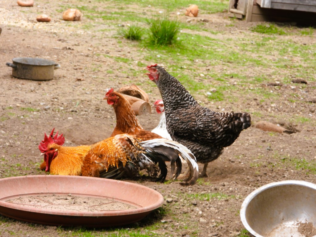 Drei Hühner und ein Hahn auf einem Bauernhof, mit frischem Gras und Töpfen im Hintergrund.