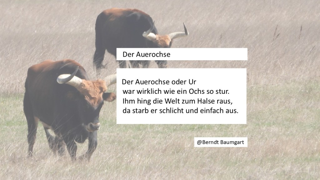Ein Auerochse steht in einer grünen Wiese, mit einem Gedicht von Berndt Baumgart über ihn, das in weißen Kästen darüber liegt.