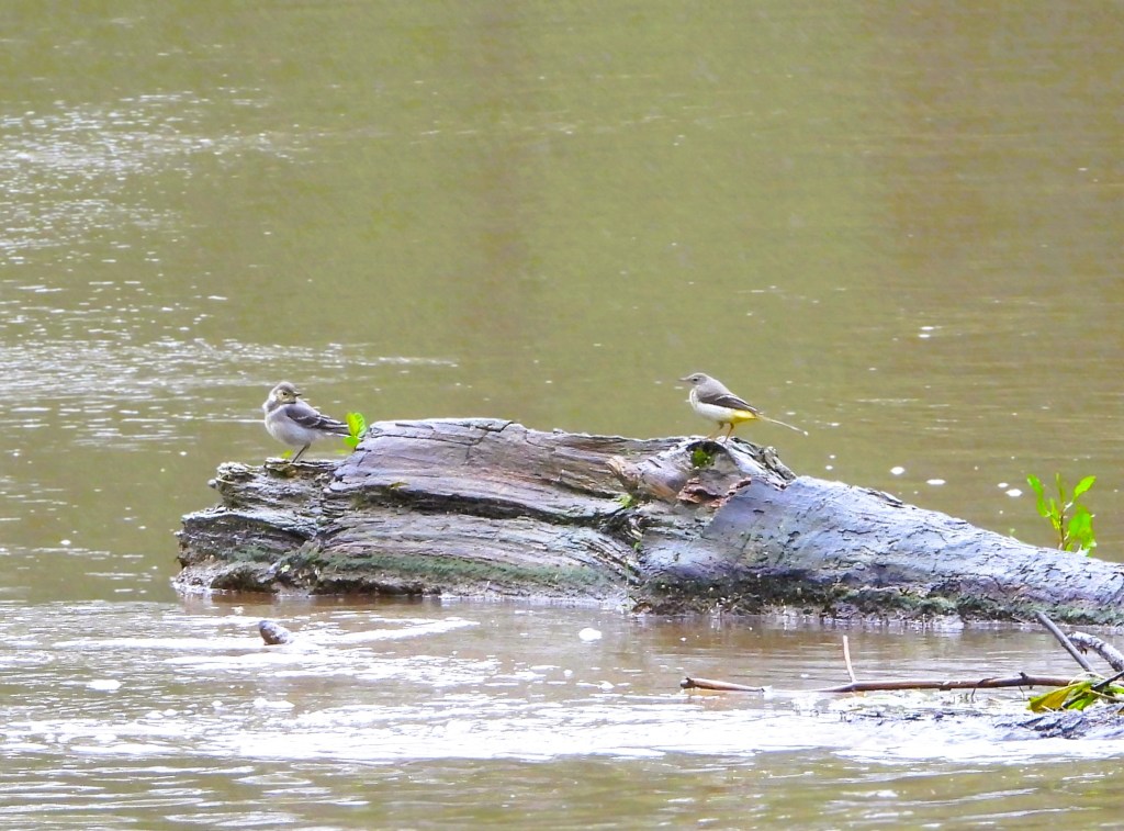 Zwei Vögel stehen auf einem veralgten Baumstamm, der teilweise im Wasser liegt, umgeben von ruhigem Wasser.