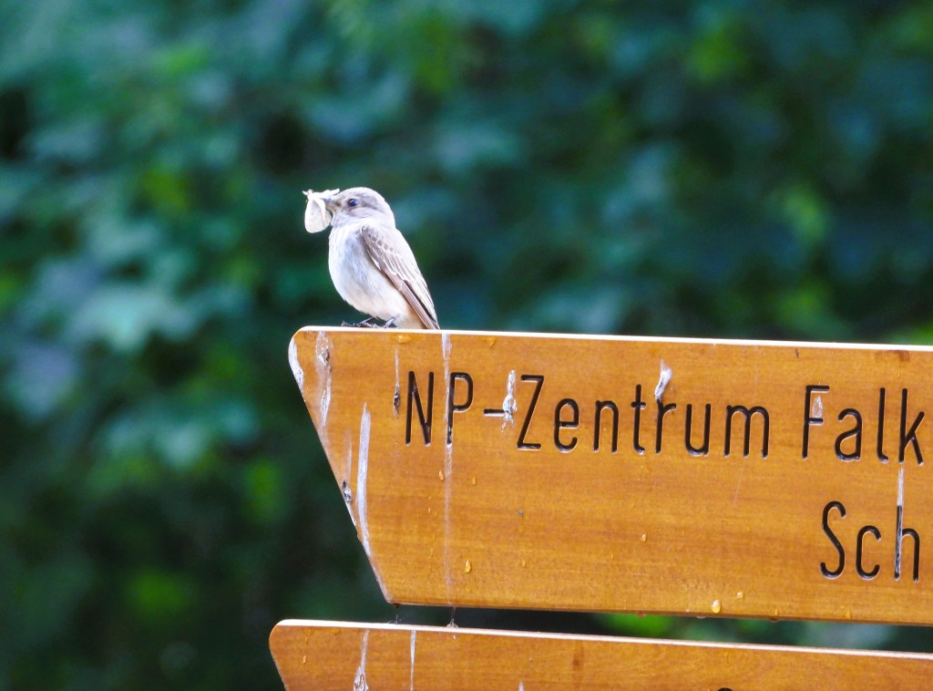 Ein Vogel sitzt auf einem Wegweiser im Nationalpark Bayerischer Wald und hält ein Insekt im Schnabel.