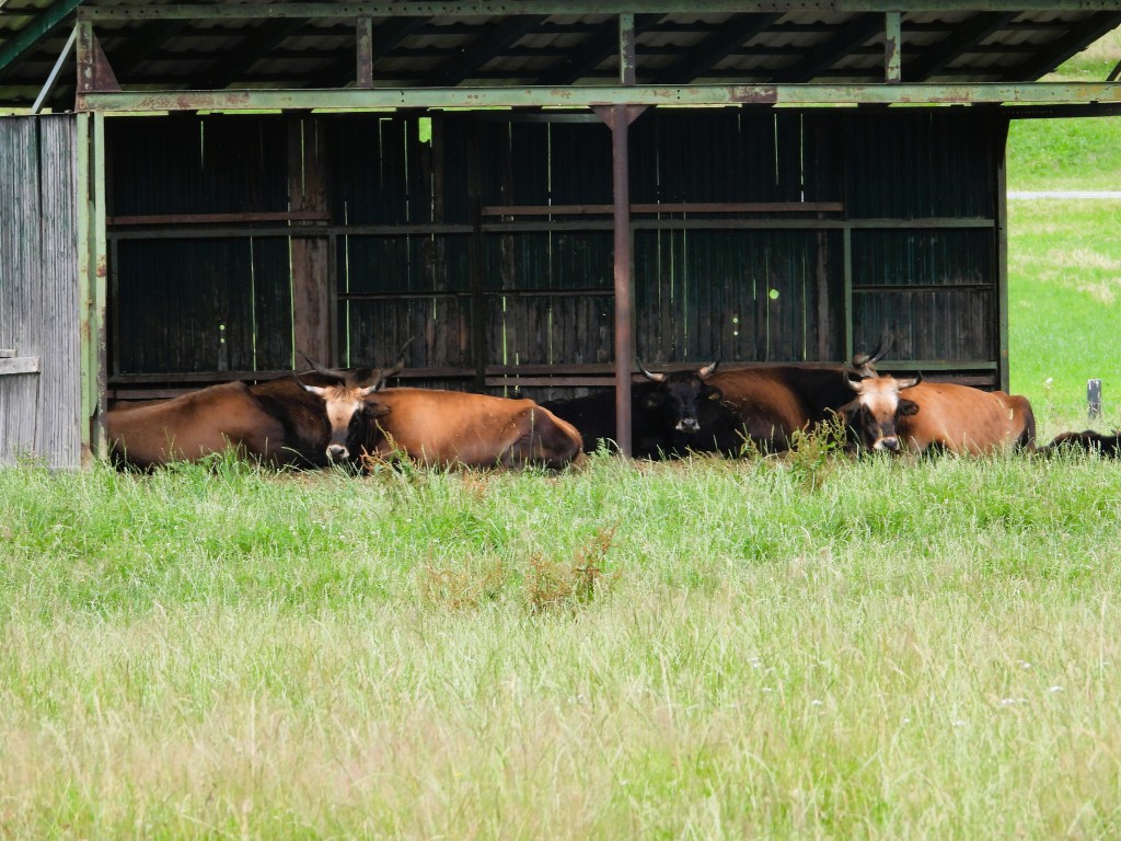 Eine Gruppe von Heckrindern ruht in einer Hütte im Naturschutzgebiet "Grubenfelder Leonie" bei Auerbach, umgeben von einer grünen Wiese.