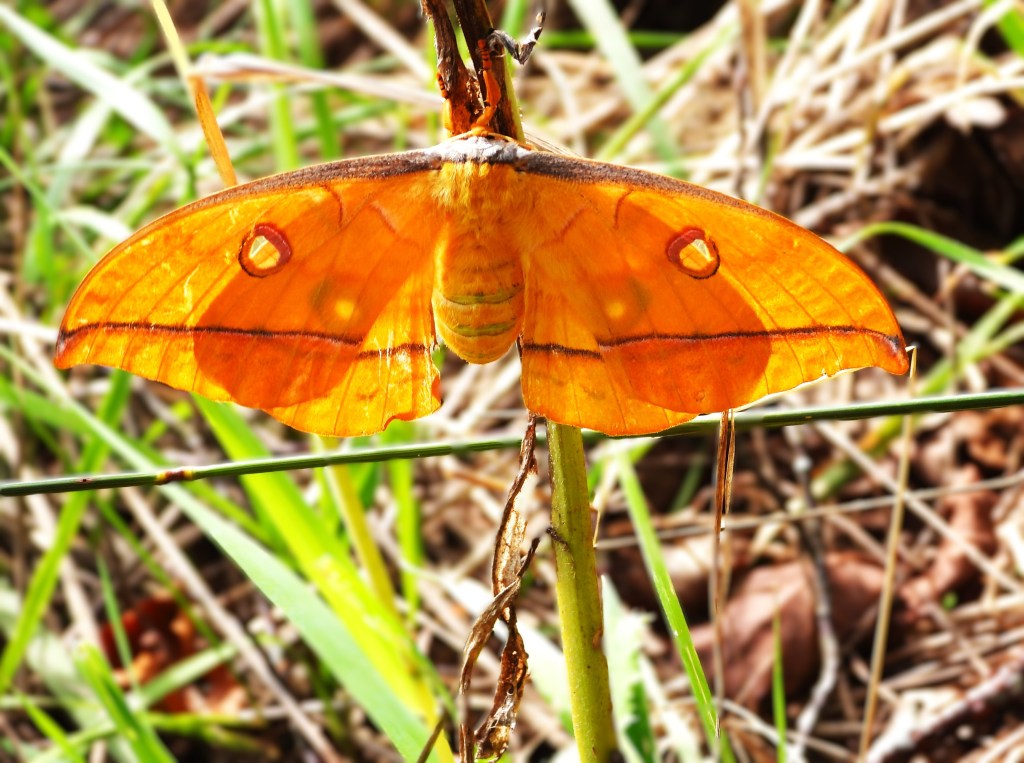 Ein großer, leuchtend orangefarbener Schmetterling mit durchsichtigen Flügeln sitzt auf grünem Gras.