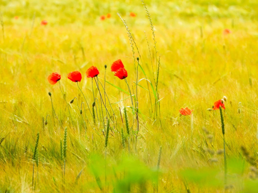 Ein Feld voller leuchtend roter Mohnblumen, umgeben von goldenem Getreide und sanften Grashalmen.