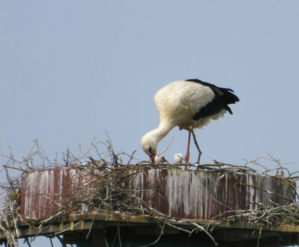 Ein Weißstorch steht auf einem Nest und füttert seine zwei Küken, die neugierig aus dem Nest schauen.