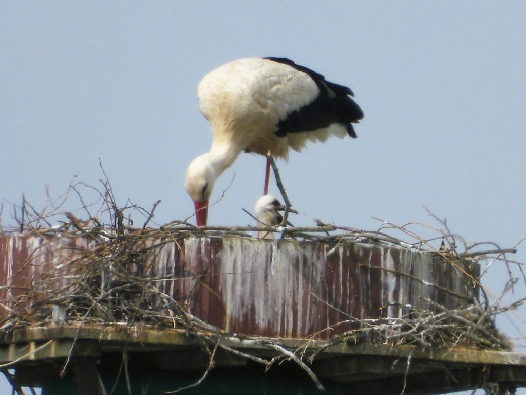Ein Weißstorch steht auf einem Nest und füttert ein neugieriges Küken, umgeben von Zweigen und angeordnetem Material.