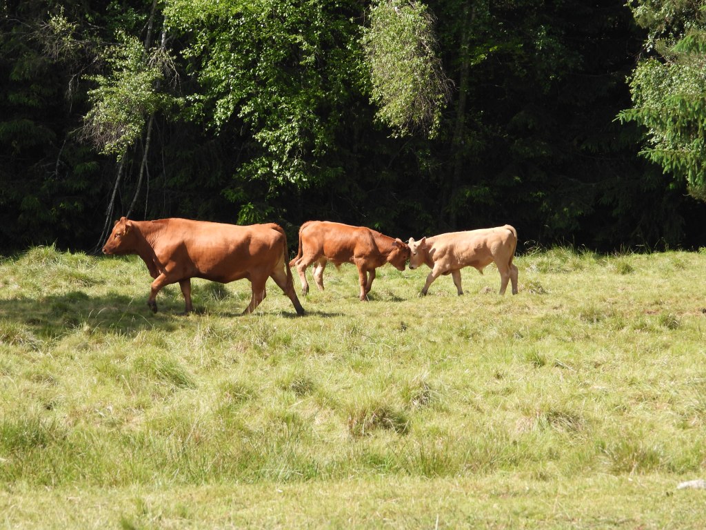 Drei Rinder auf einer Weide im Nationalpark Šumava, umgeben von Bäumen und üppigem Gras.