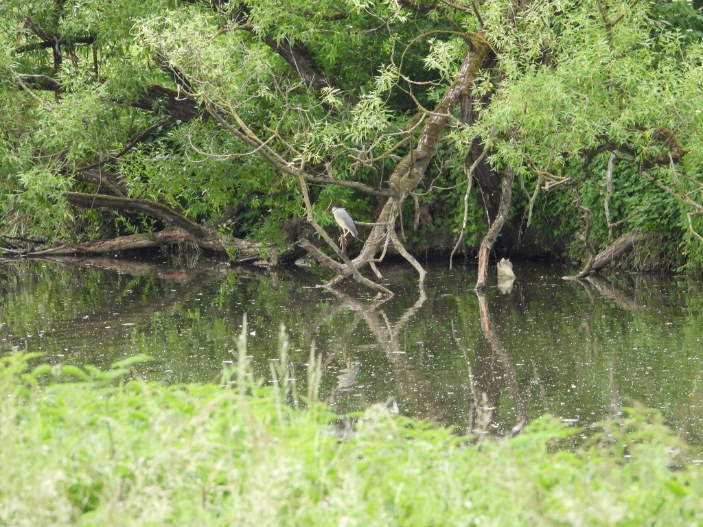 Ein seltener Nachtreiher steht an einem Gewässer, umgeben von grünen Bäumen und Sträuchern.