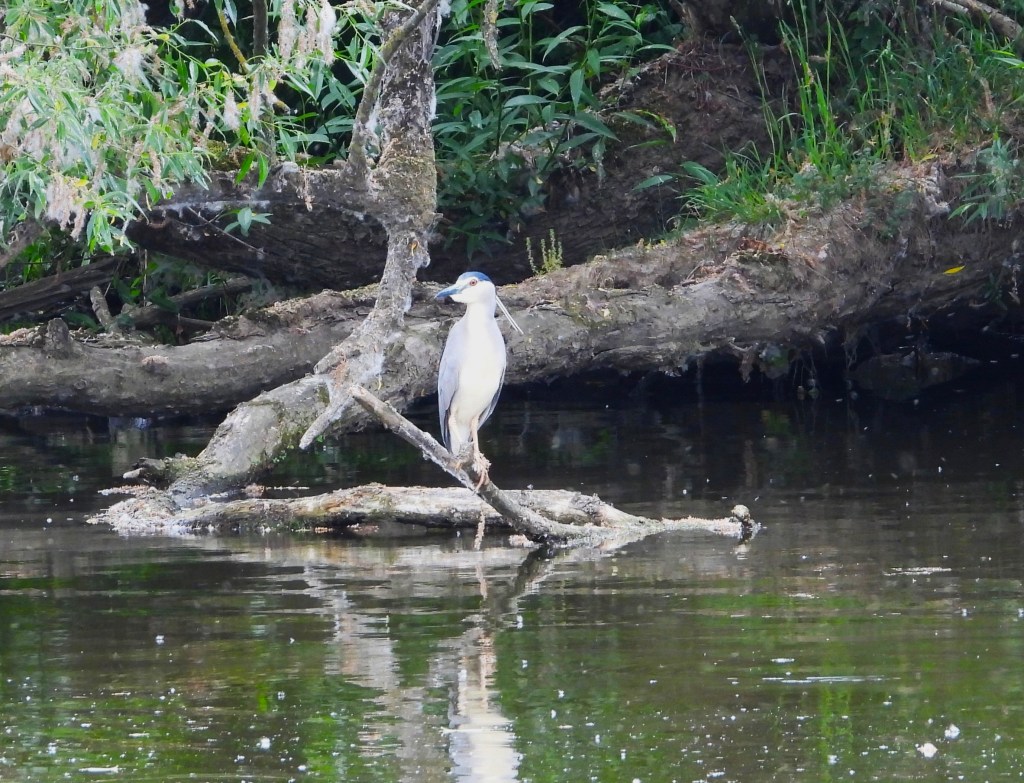 Ein Nachtreiher (Nycticorax nycticorax) steht auf einem Baumstamm am Ufer eines Gewässers, umgeben von grüner Vegetation.