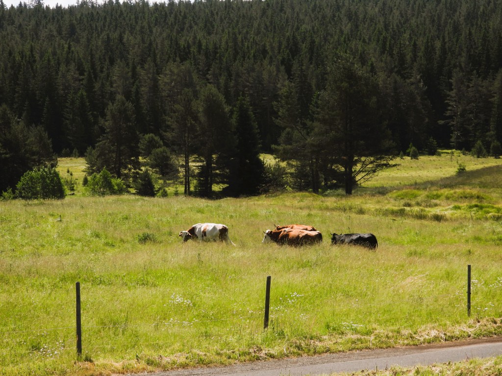 Drei Rinder grasen auf einer weitläufigen Wiese im Nationalpark Šumava, umgeben von Bäumen und grüner Vegetation.