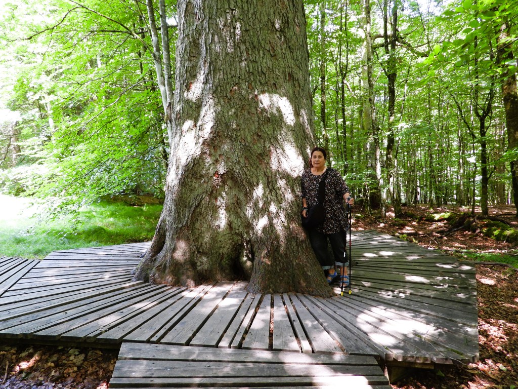 Eine Person steht an einem großen Baumstamm in einem Wald, umgeben von grünen Bäumen und einer Holzplattform.