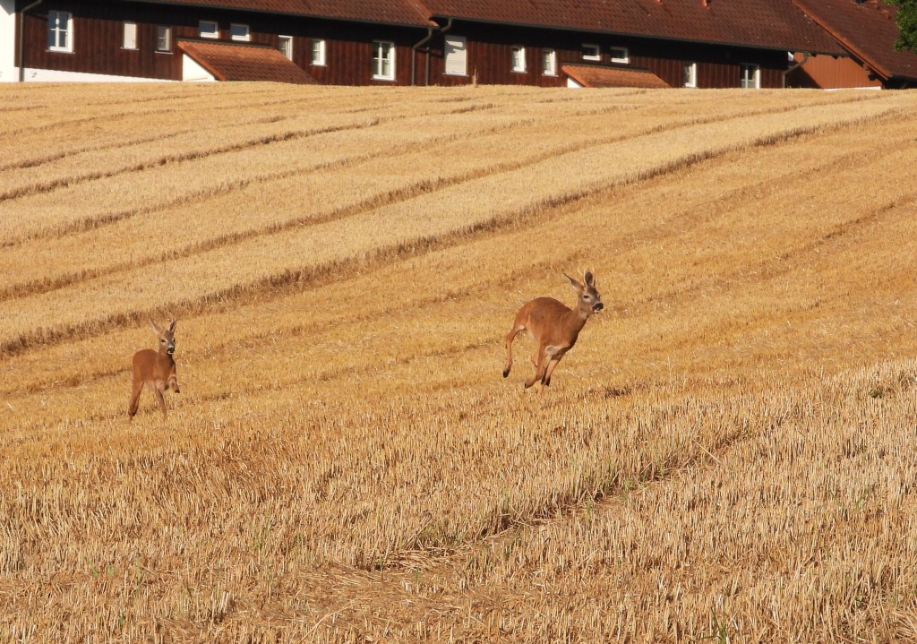 Zwei Rehböcke springen über ein abgeerntetes Getreidefeld mit einem Bauernhaus im Hintergrund.