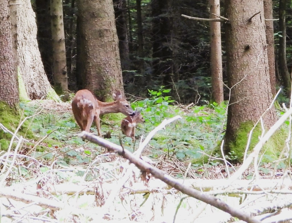 Eine Rehgeiß mit ihrem Kitz in einem Wald, umgeben von Bäumen und grüner Vegetation.