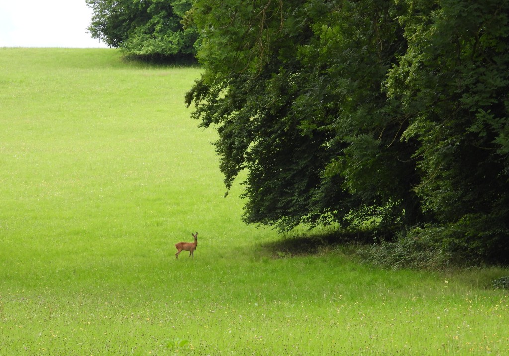 Ein Reh steht auf einer grünen Wiese, umgeben von hohen Bäumen.