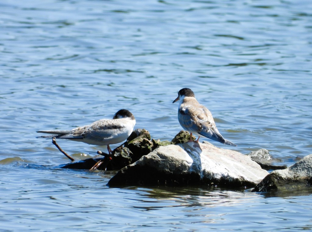 Zwei Flussseeschwalben sitzen auf einem Felsen im Rottauensee, umgeben von Wasser.