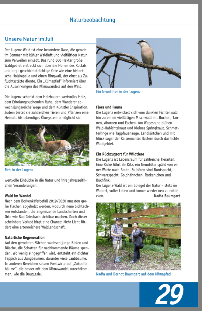 Ein Neuntöter sitzt auf einem Ast im Lugenz-Wald.