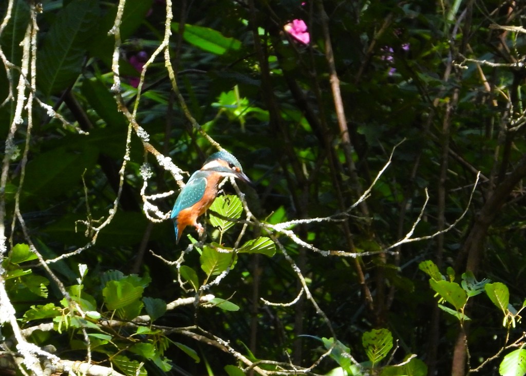 Ein Eisvogel sitzt auf einem Ast, umgeben von dichten grünen Blättern und Sträuchern.