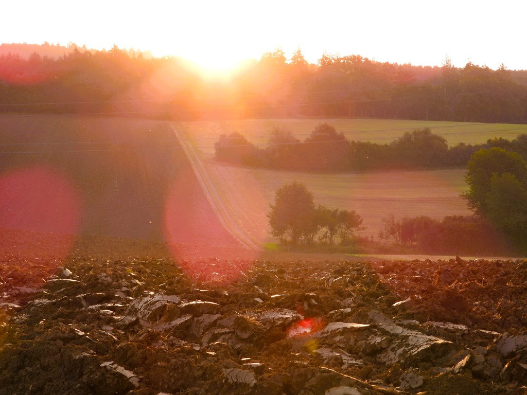 Sonnenaufgang über einem abgeernteten Getreidefeld mit sanften Hügeln im Hintergrund und warmen Lichtstrahlen im Vordergrund.