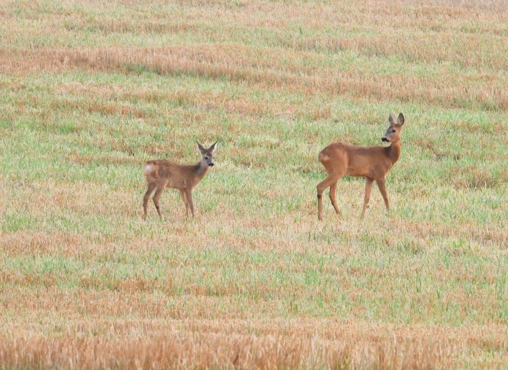 Ein Reh und ein Kitz im abgeernteten Getreidefeld, umgeben von goldenem Licht und einem friedlichen Ambiente.