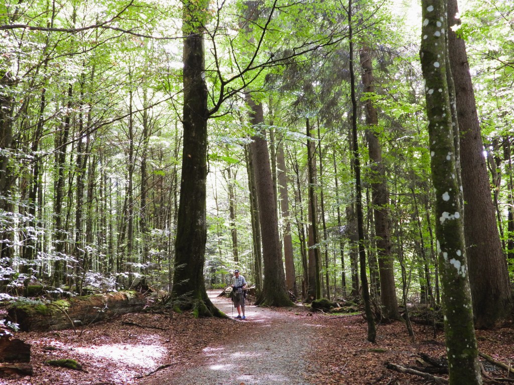 Ein Wanderer geht auf einem Kiesweg durch den dichten, grünen Wald im Bayerischen Wald, umgeben von hohen Bäumen.