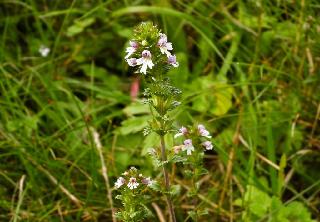 Eine Nahaufnahme von einer blühenden Wiesen-Augentrost-Pflanze (Euphrasia officinalis) in einer grünen Wiese.
