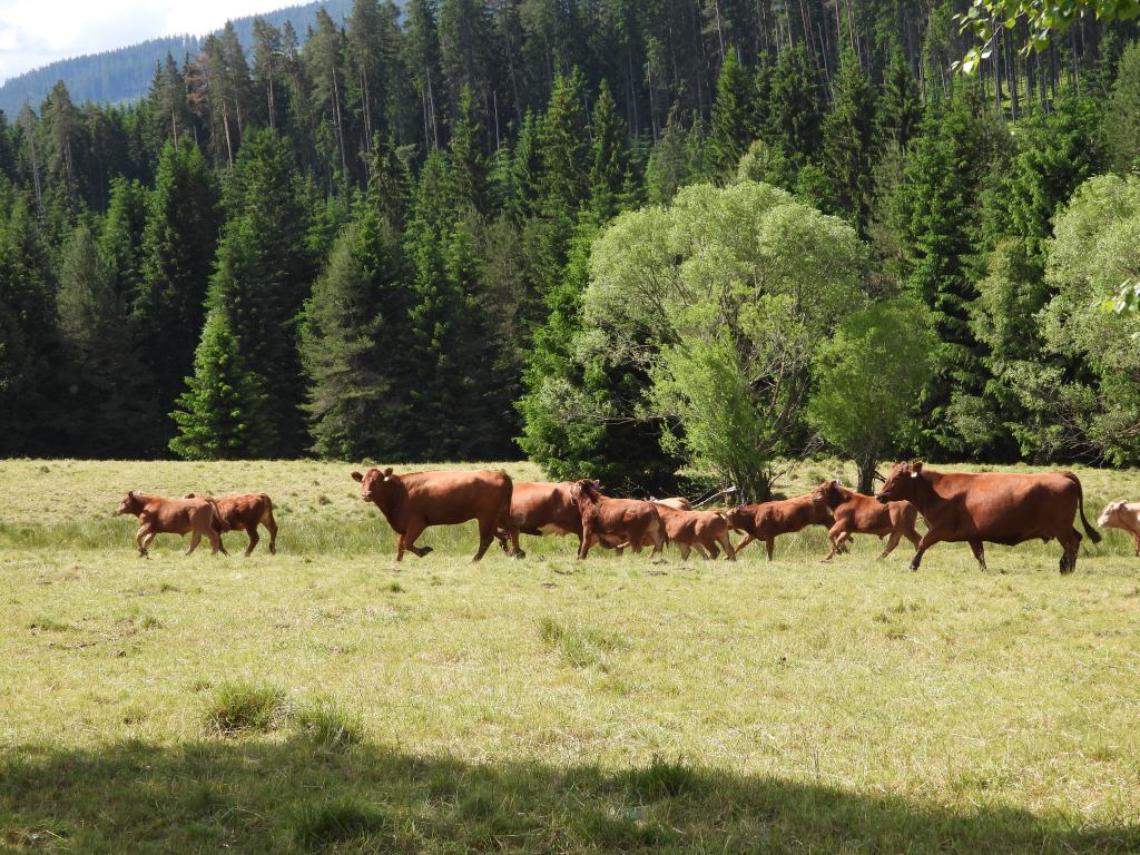 Eine Gruppe von Rindern grast auf einer offenen Wiese im Nationalpark Bayerischer Wald, umgeben von Bäumen und Bergen im Hintergrund.