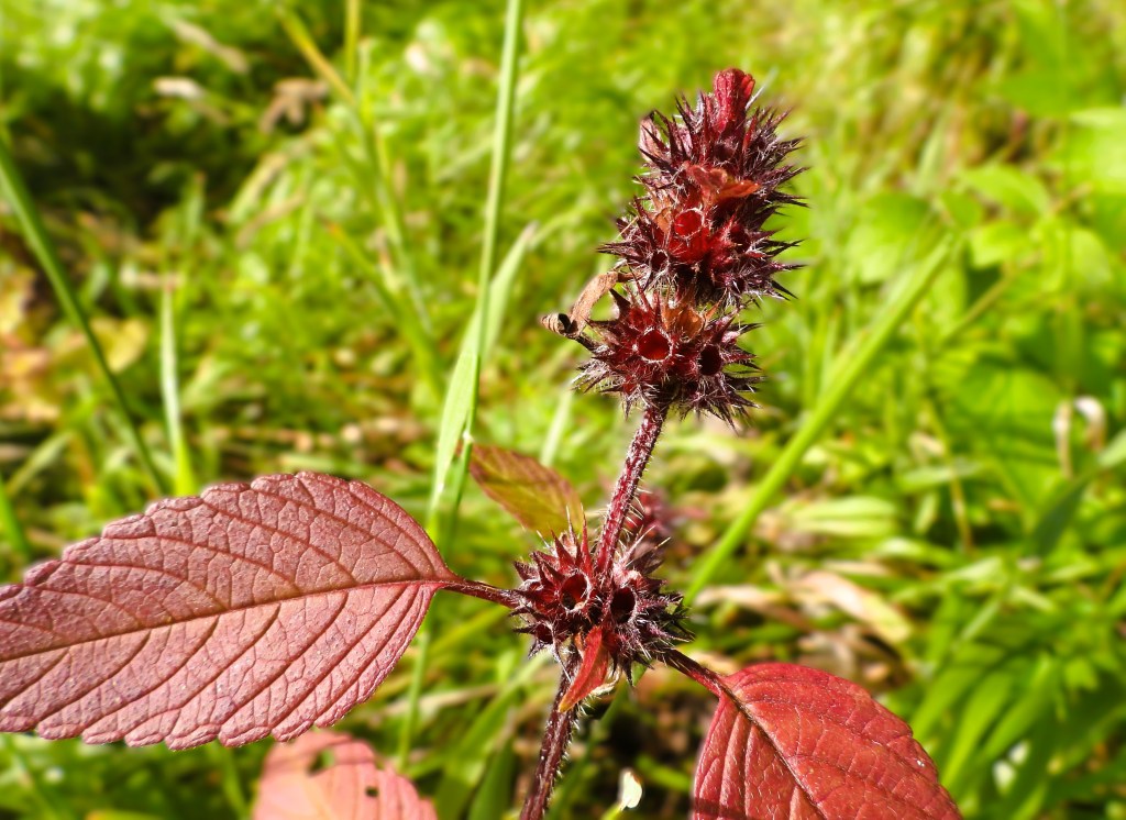 Nahaufnahme einer rot gefärbten Pflanze mit stacheligen Blütenständen und grünen Blättern im Hintergrund.