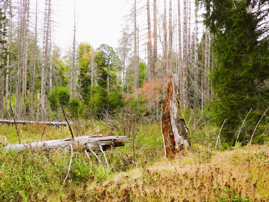 A serene landscape in the Bavarian Forest National Park, featuring a mix of tall, leafless trees and vibrant greenery, with a fallen log in the foreground and a decaying tree stump to the side.