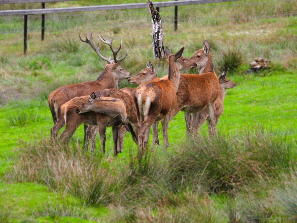 Eine Gruppe von Rothirschen steht auf einer grünen Wiese, umgeben von Gräsern und kleinen Sträuchern.