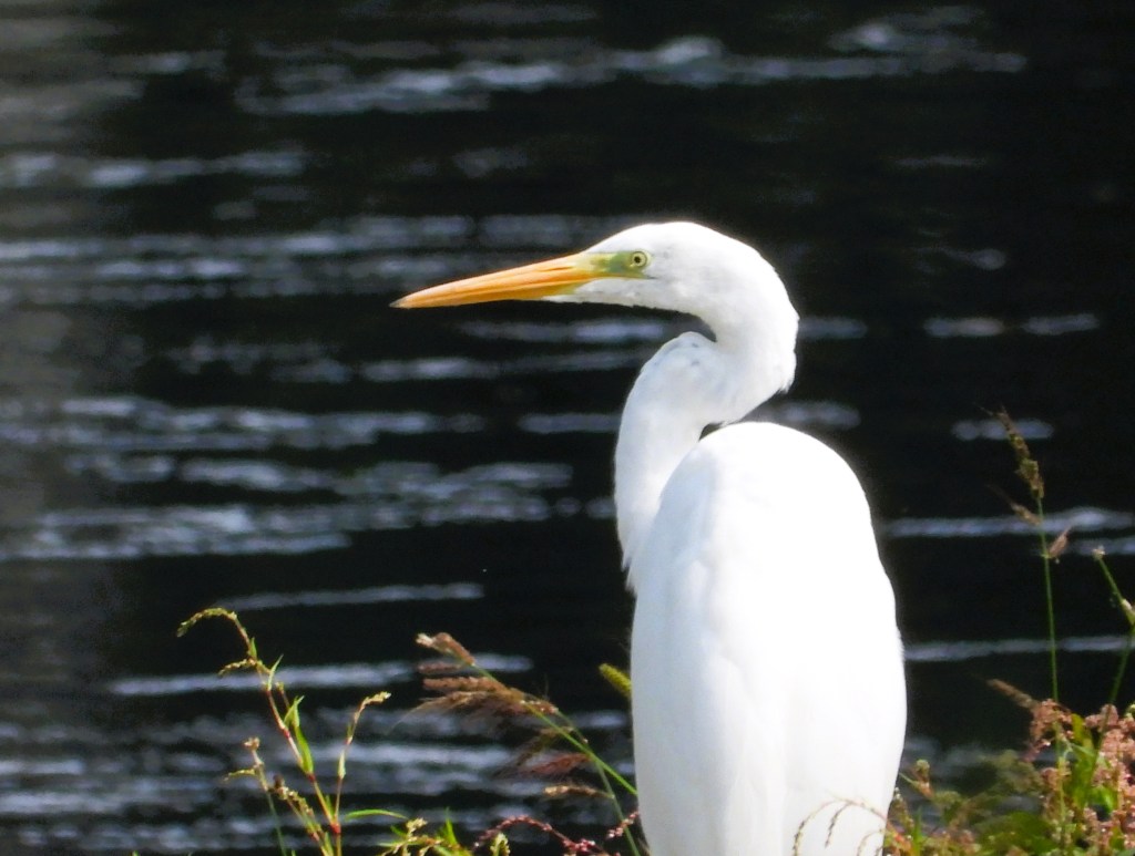 Ein großer weißer Reiher steht am Ufer eines Gewässers. Der Hintergrund zeigt sanfte Wellen und reflektierendes Wasser.