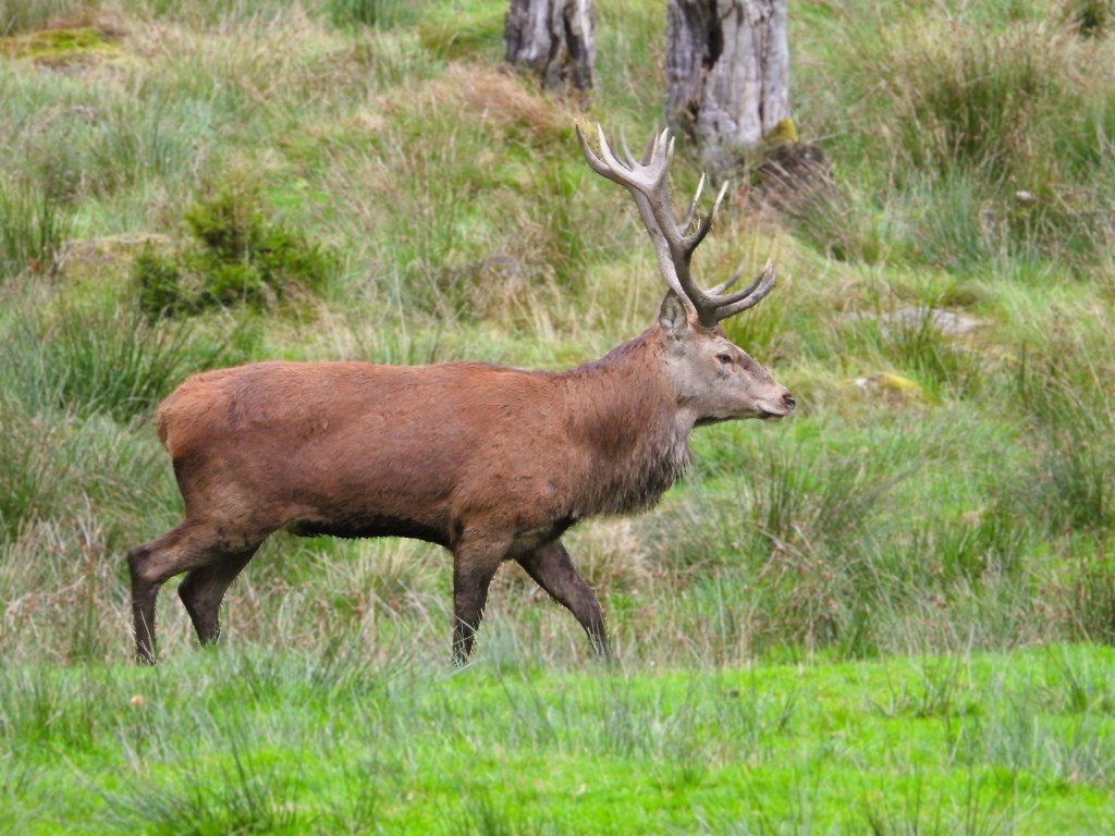 Ein Rothirsch läuft durch eine grüne Wiese mit hohem Gras und Bäumen im Hintergrund.