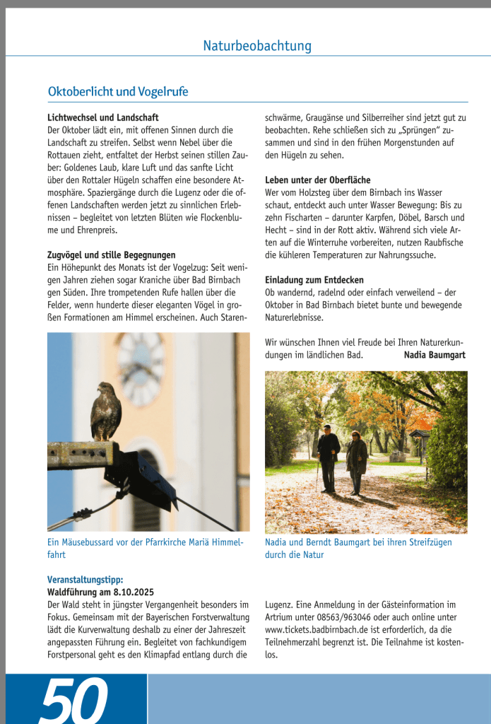 Ein Mäusebussard sitzt auf einem Zaunpfosten vor einer Kirche.