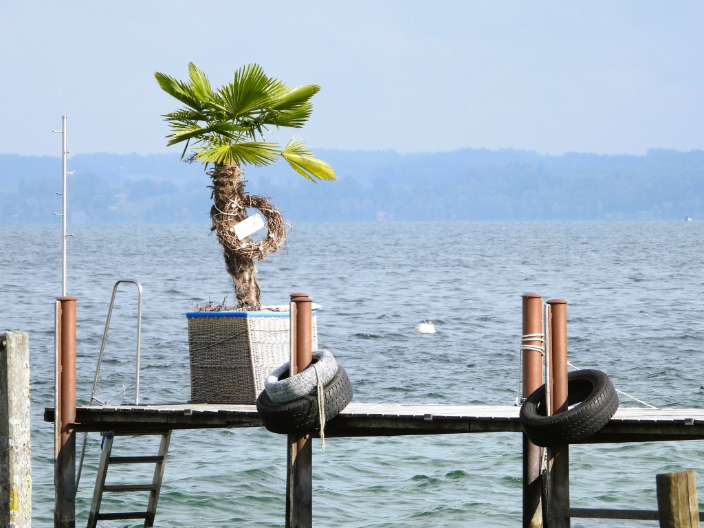 Ein Steg am Wasser mit einer Palme in einem großen Topf, Reifen an einem Pfosten und sanften Wellen im Hintergrund.