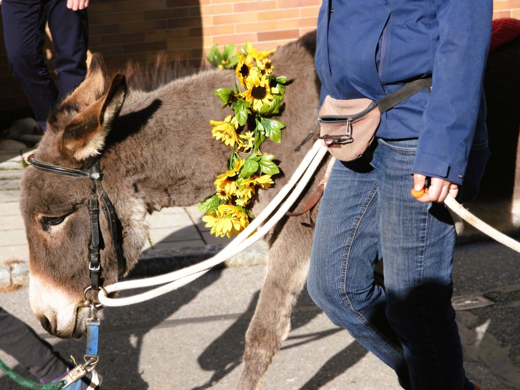 Ein Esel mit einer Blumenkette aus Sonnenblumen wird von einer Person an der Leine geführt, während sie an einem festlichen Umzug teilnehmen.
