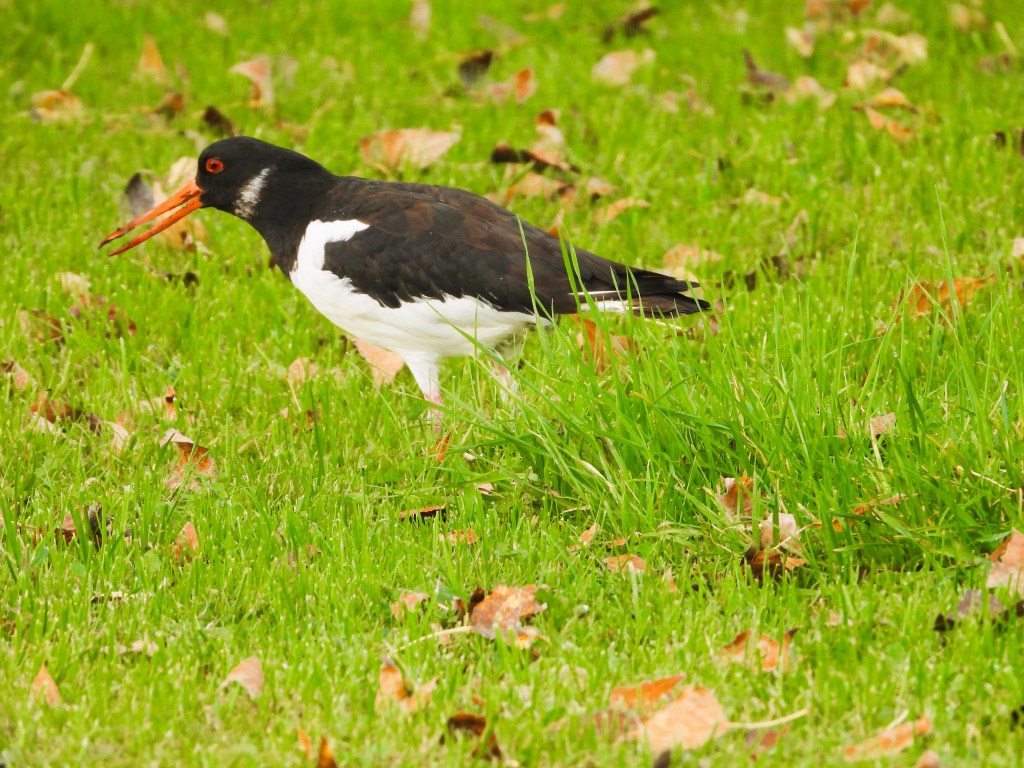 Ein Austernfischer (Haematopus ostralegus) steht auf einer Wiese mit grünem Gras und trockenen Blättern im Hintergrund.