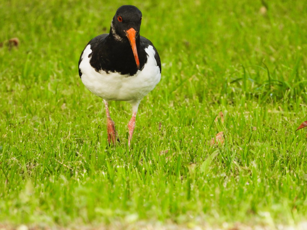 Ein Austernfischer (Haematopus ostralegus) geht über eine grüne Wiese.