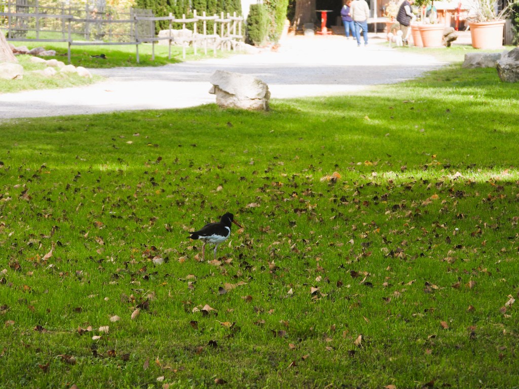 Ein Austernfischer steht auf einer grünen Wiese, umgeben von fallendem Laub, während Spaziergänger im Hintergrund zu sehen sind.