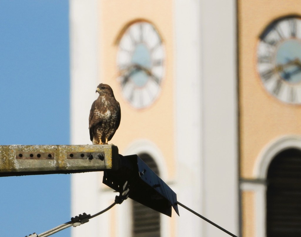 Ein Greifvogel sitzt auf einem Strommast mit einer Uhr im Hintergrund.
