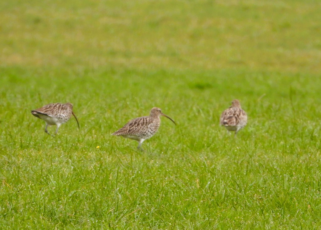 Drei Große Brachvögel in einem grünen Feld, die den Blick nach vorne richten.