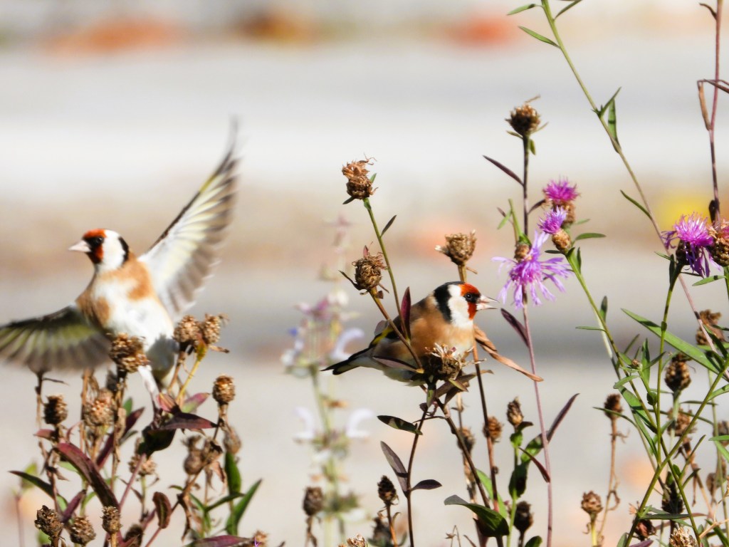 Zwei Stieglitze suchen nach Samen auf Flockenblumen, während einer von ihnen fliegt und der andere auf einem Blütenstängel sitzt.