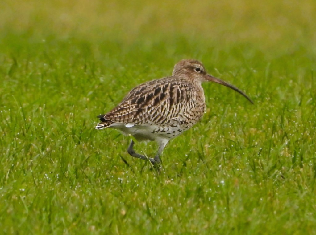 Ein Großer Brachvogel (Numenius arquata) läuft über eine grüne Wiese.