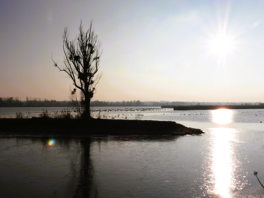 Silhouette eines baumlosen Baumes am Wasser mit einem Sonnenuntergang und fliegenden Vögeln im Hintergrund.