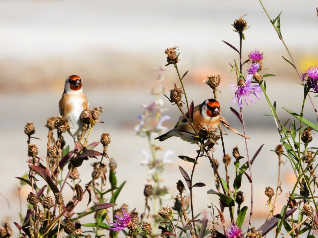 Zwei Stieglitze auf Flockenblumen, während sie nach Samen suchen.