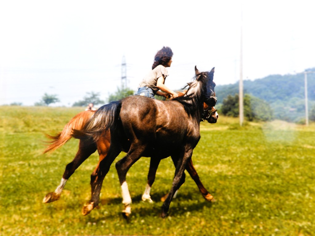 Ein Reiter auf einer braunen Stute in einem grünen Feld, während ein anderes Pferd neben ihnen läuft. Im Hintergrund sind Bäume und Stromleitungen zu sehen.