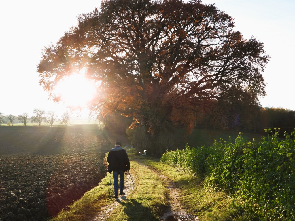 Eine Person geht einen Weg entlang, der von einem großen Laubbaum umgeben ist, während die Sonne im Hintergrund aufgeht.